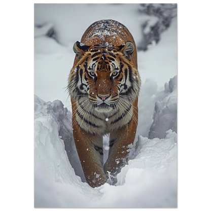 Sibirisk tiger vandrar genom djup snö i ett dramatiskt vinterlandskap