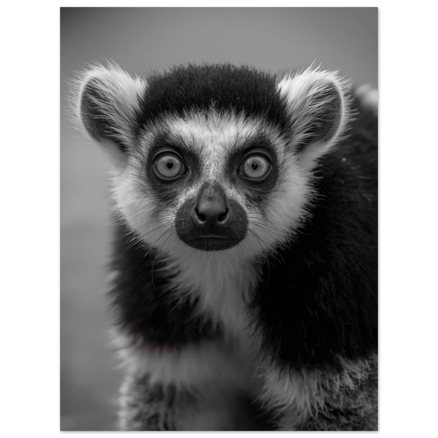 Karaktäristiskt lemurmotiv i svartvitt för modern väggkonst i vardagsrum