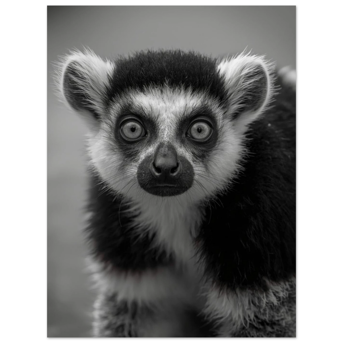 Karaktäristiskt lemurmotiv i svartvitt för modern väggkonst i vardagsrum