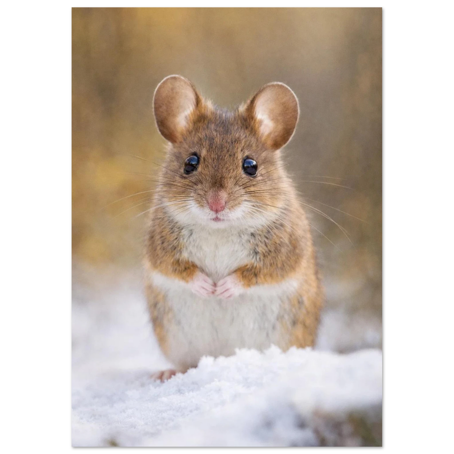 Närbild på en mus med stora öron och nyfiken blick i vinterlandskap – fotorealistisk poster