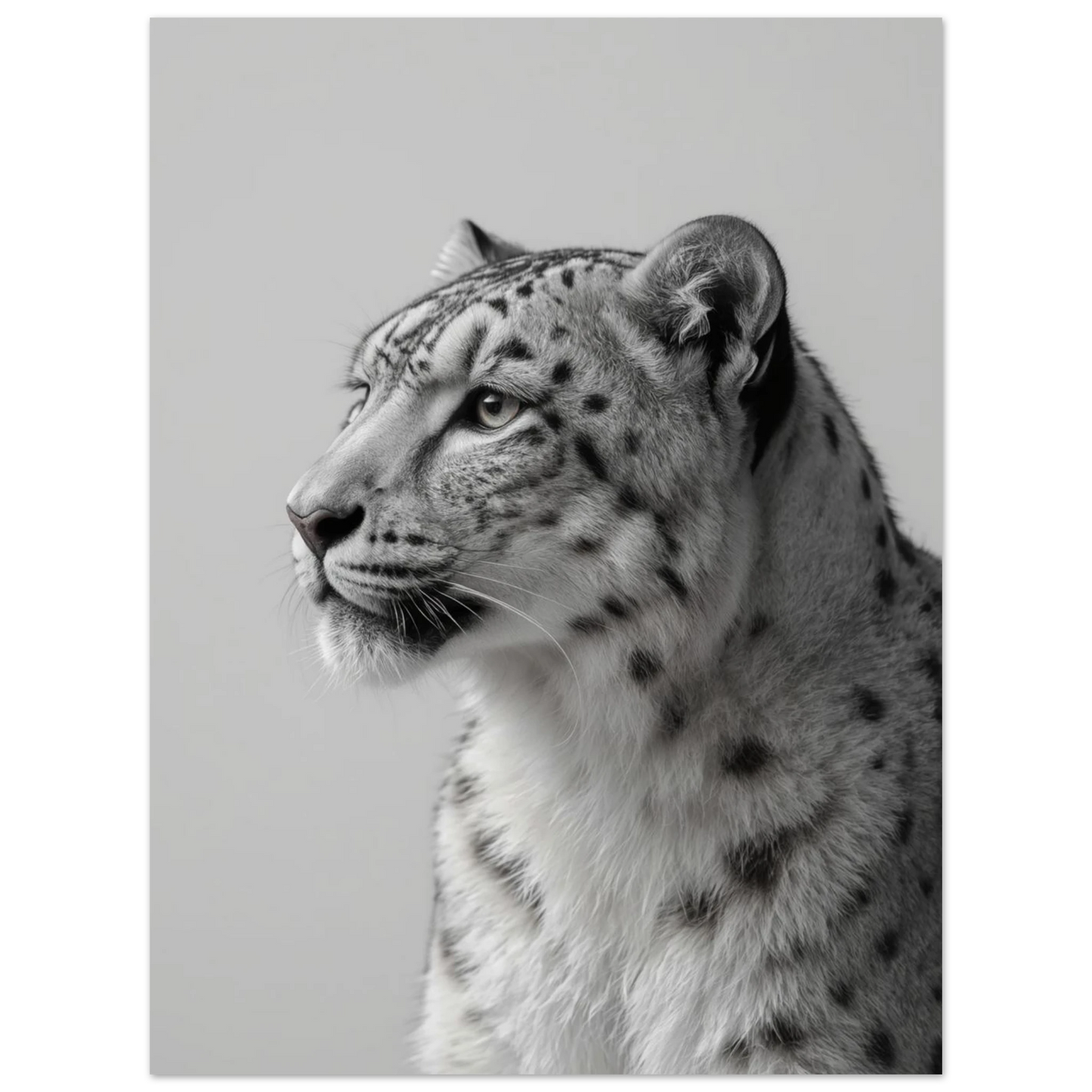Detaljerat porträtt av en snöleopard i monokrom stil – elegant väggkonst
