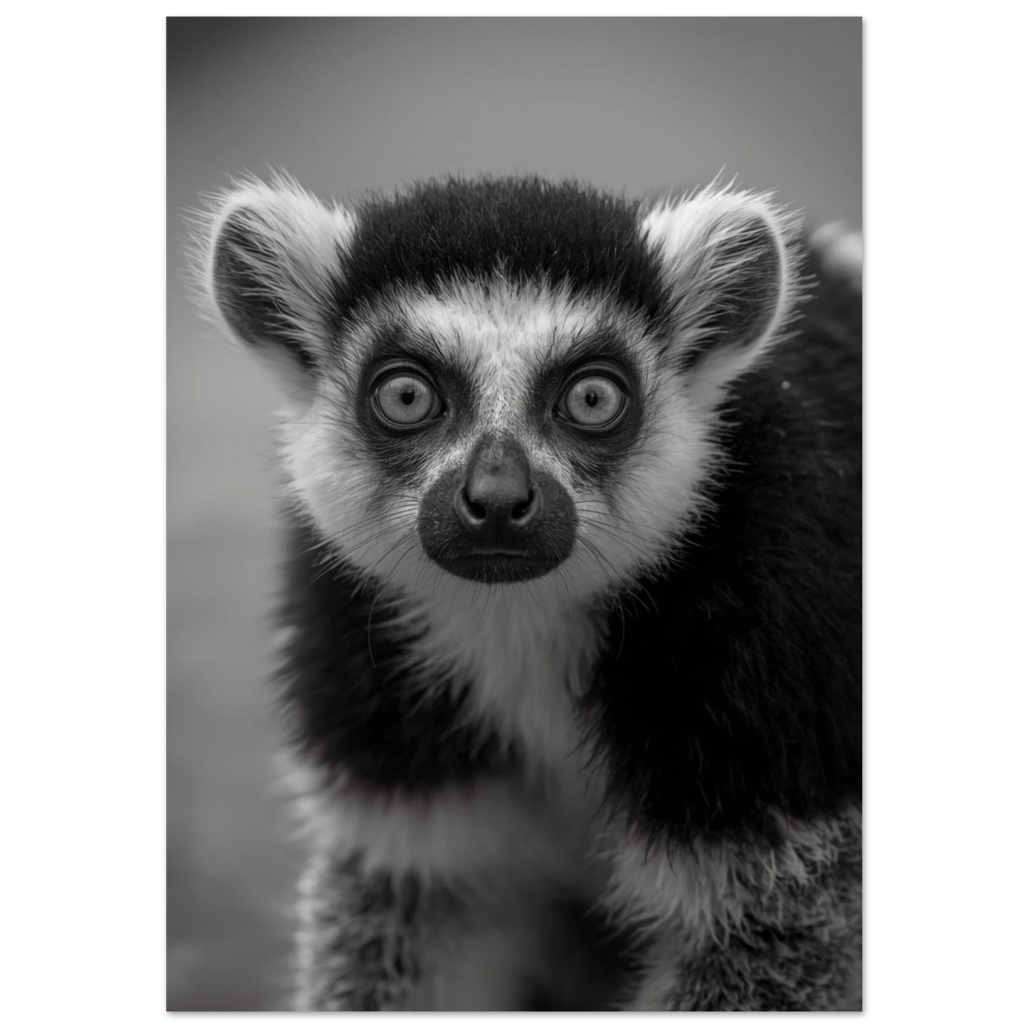 Närgånget fotoporträtt av en lemur i svartvitt med intensiv blick