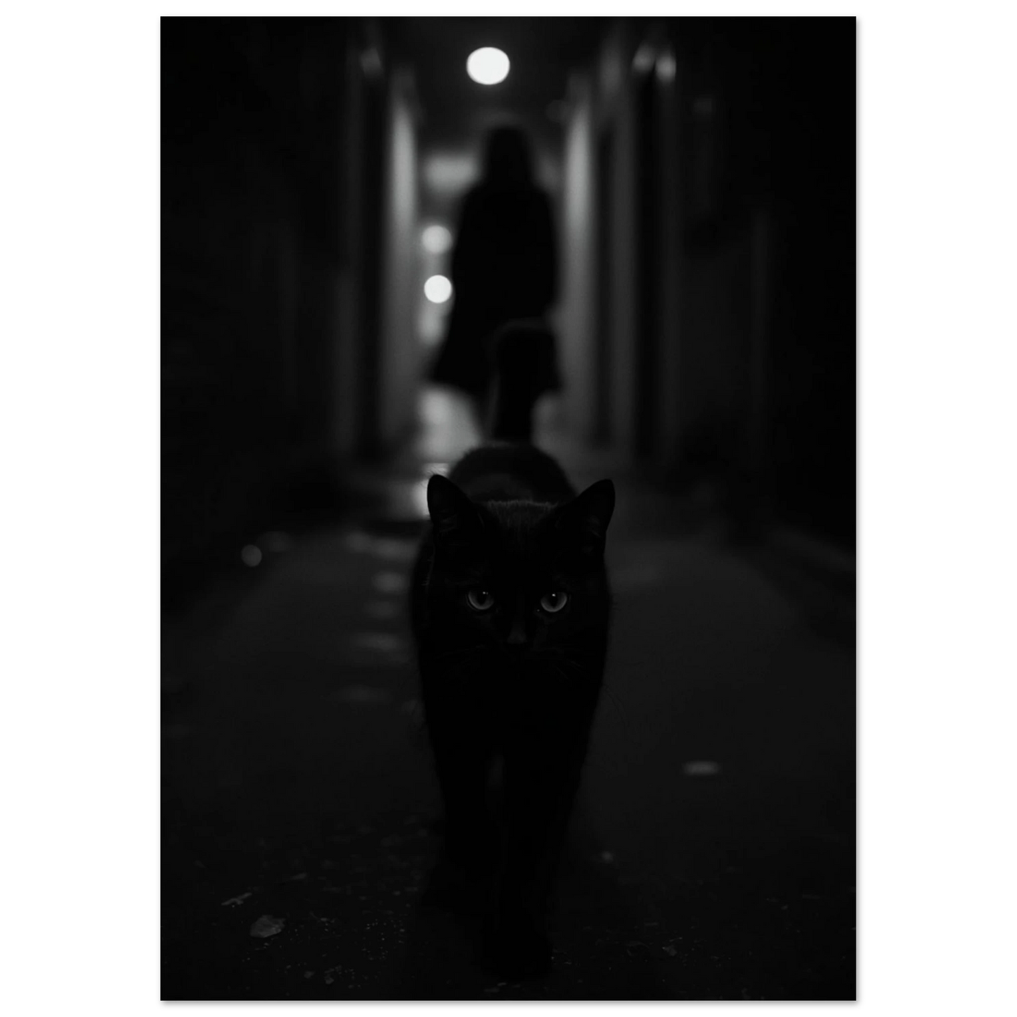 Svartvit bild av katt i nattlig miljö med dramatiskt ljus