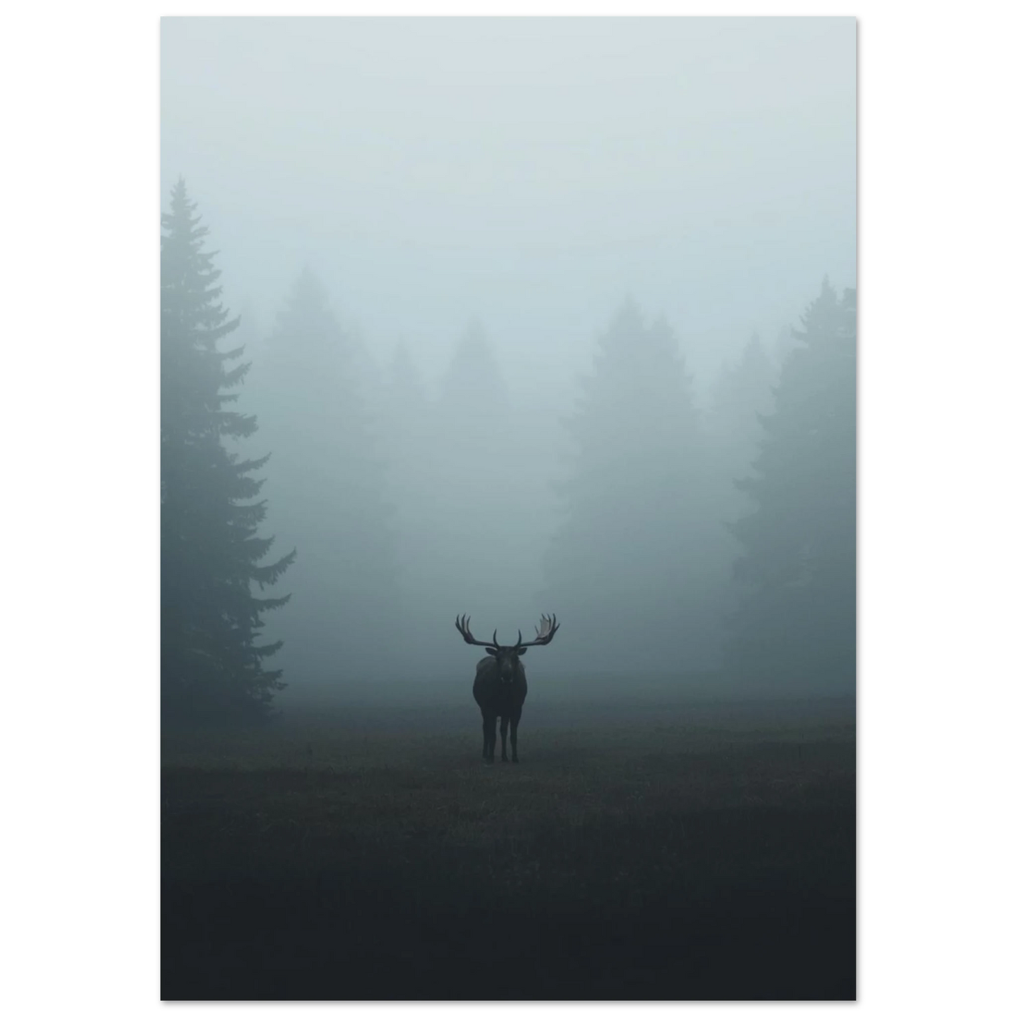 Nordisk fotokonst föreställande älg i disigt landskap med granar
