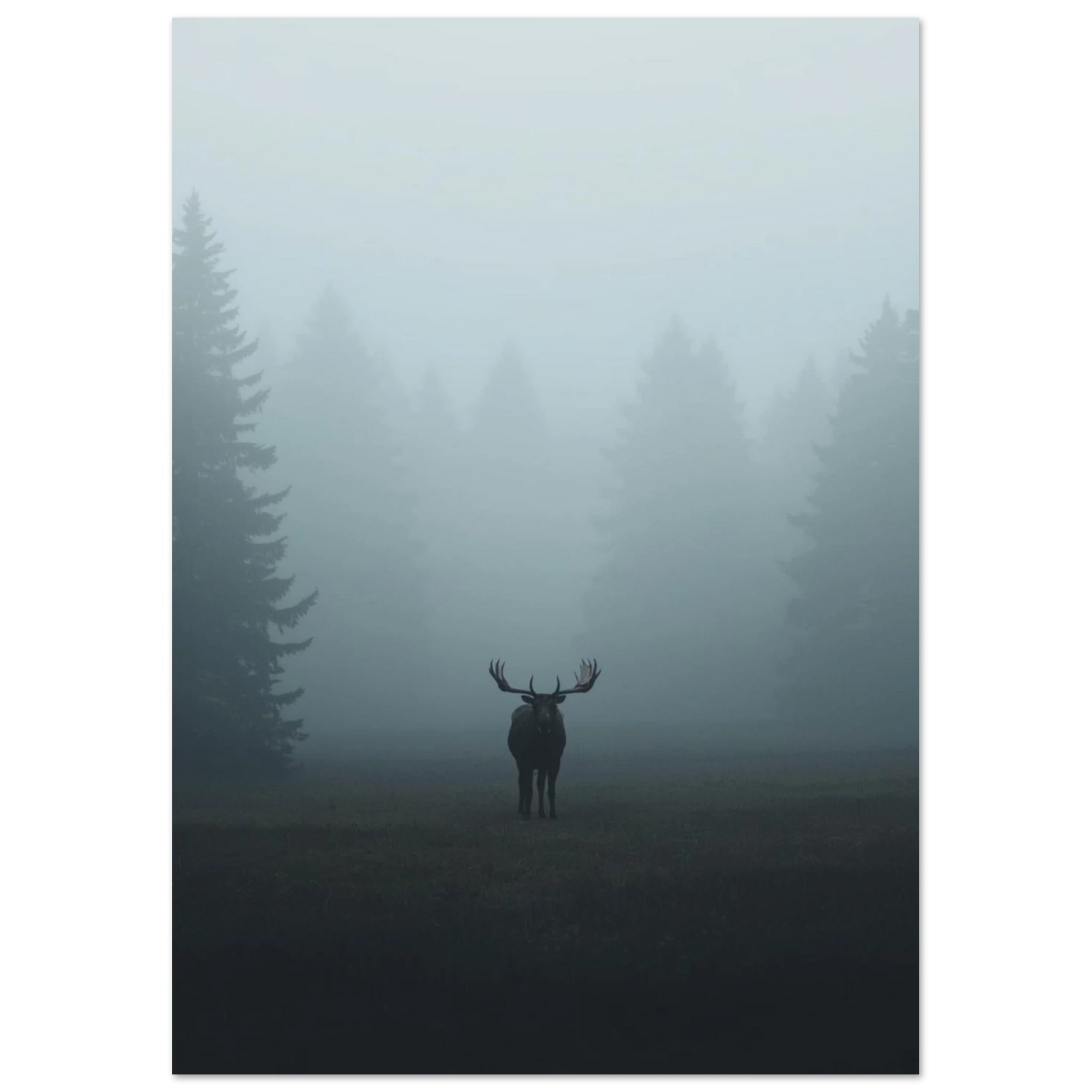 Nordisk fotokonst föreställande älg i disigt landskap med granar