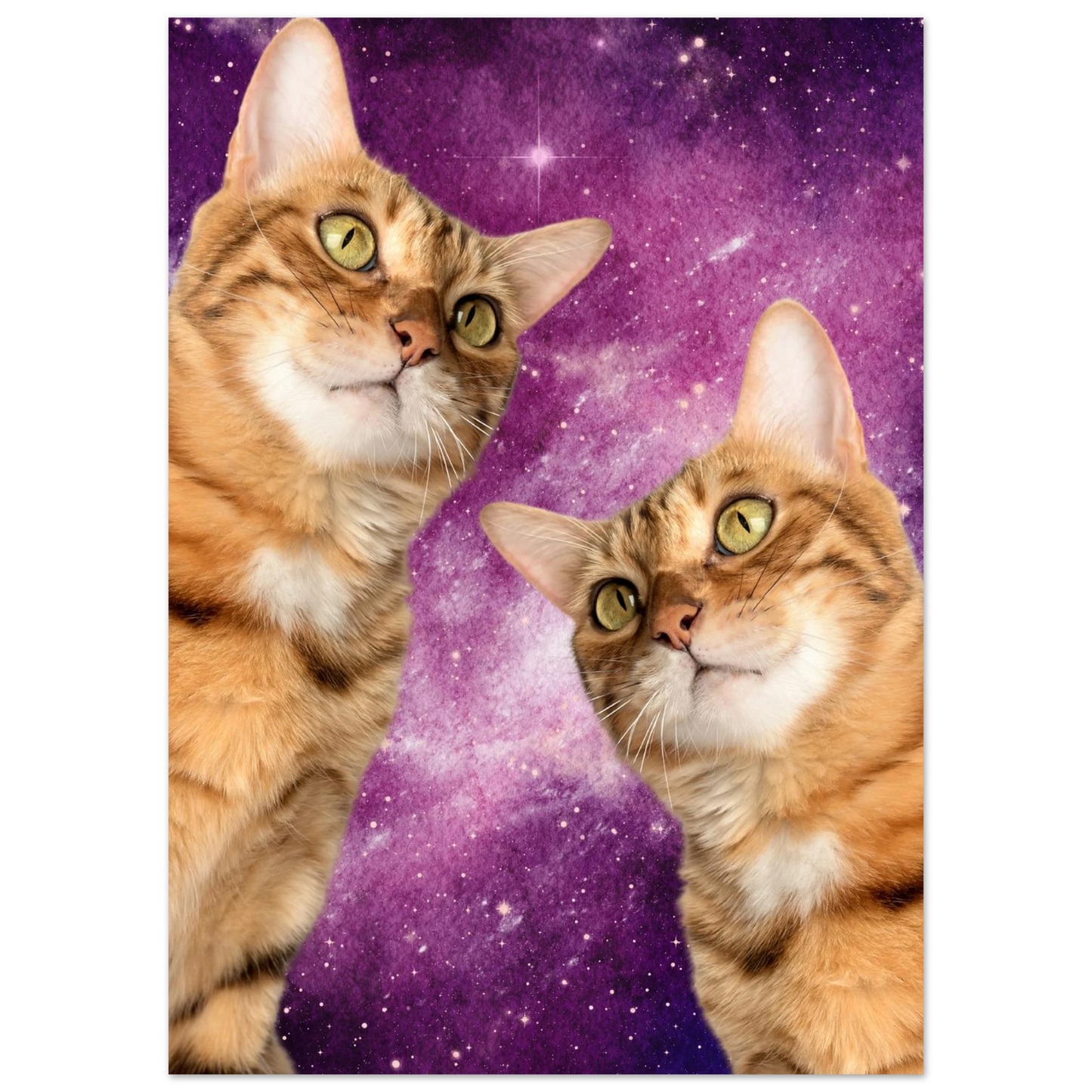 Närbild på katter med nyfikna blickar mot en kosmiskt lila nebulosa – Målad poster