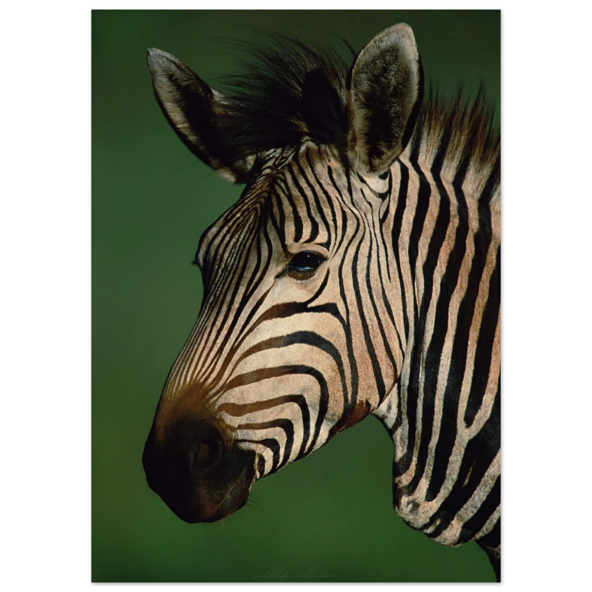 Detaljrik bild av en zebra i profil – Fotorealistisk poster