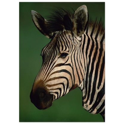 Detaljrik bild av en zebra i profil – Fotorealistisk poster