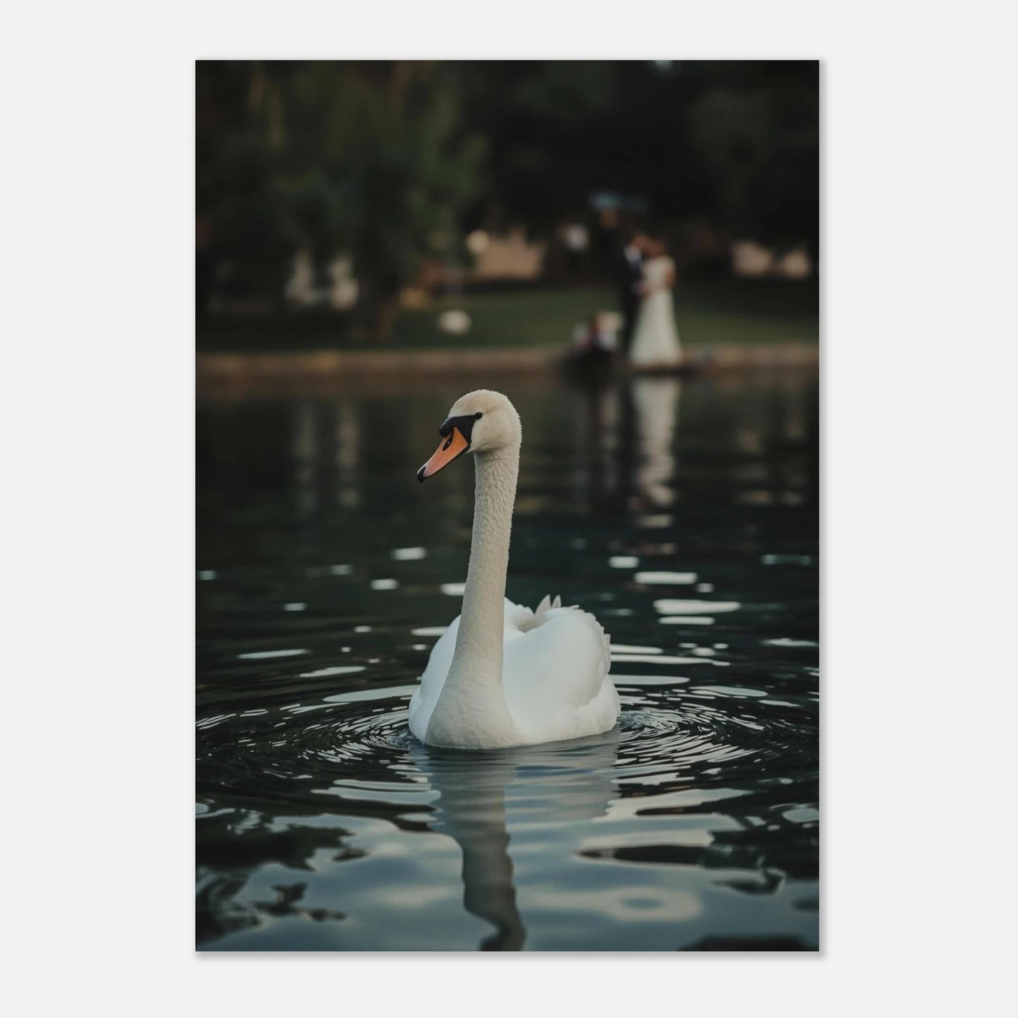 Filmisk djurposter av en svan med suddig parkmiljö i bakgrunden
