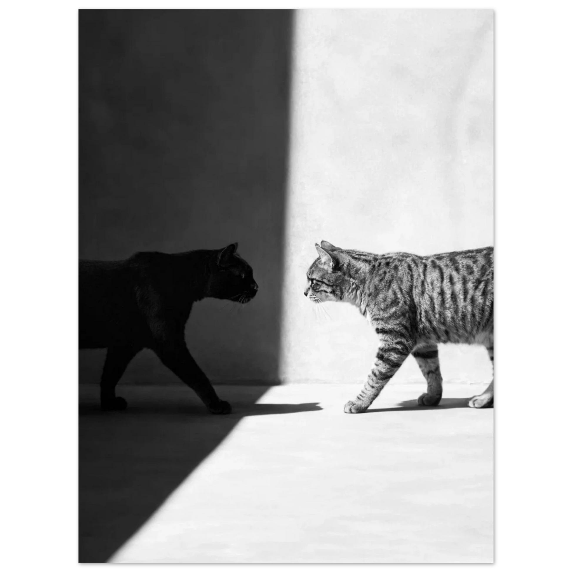 Siluett av en svart katt som kliver in i ljuset – Fotorealistisk poster