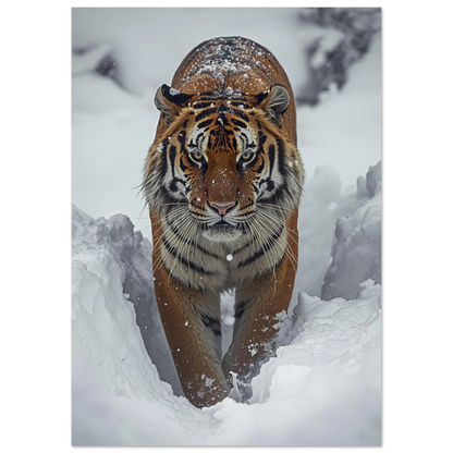 Majestätisk tiger i snöstorm som rör sig mot betraktaren, naturfoto