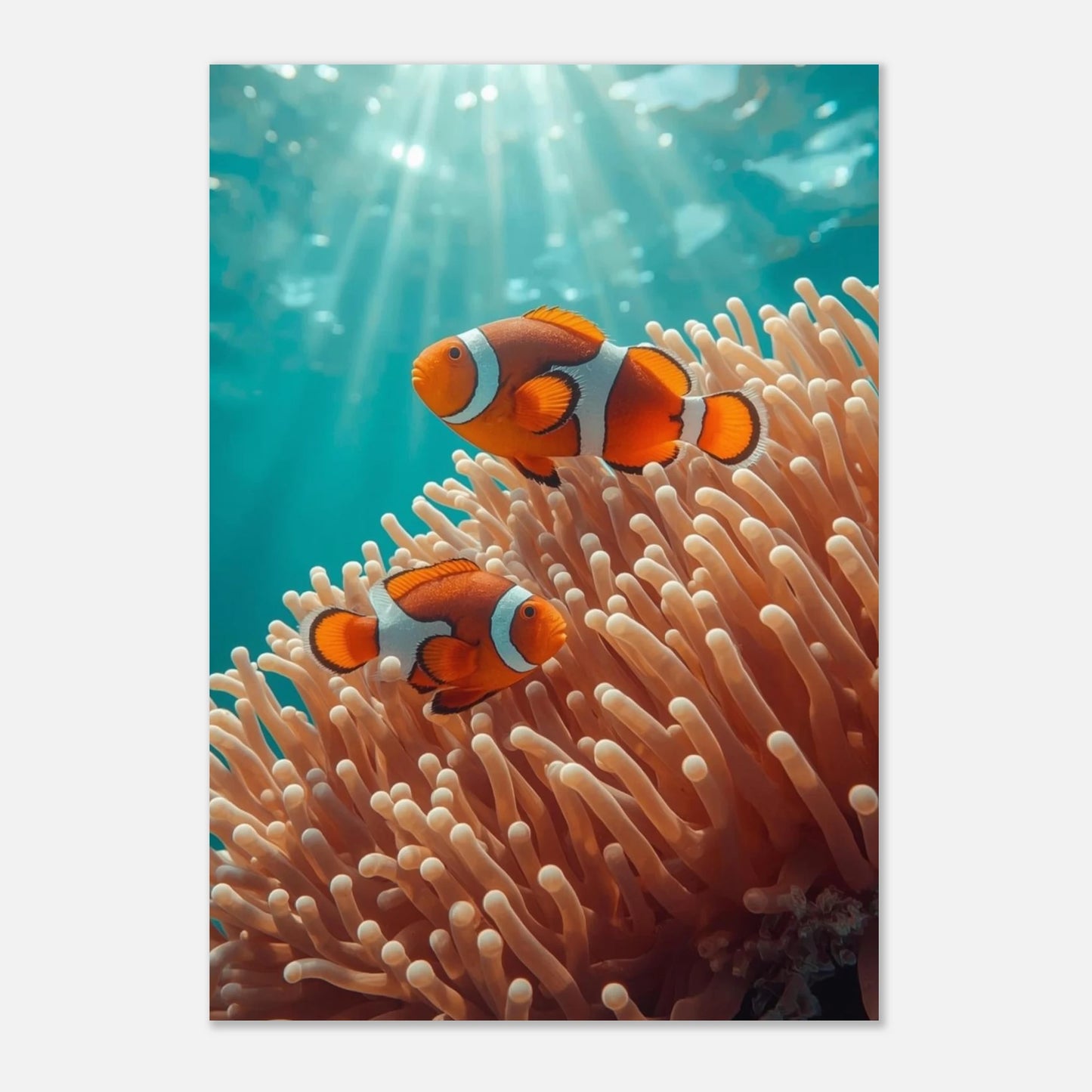 Harmonisk naturposter föreställande clownfiskar i symbios med en havsanemon