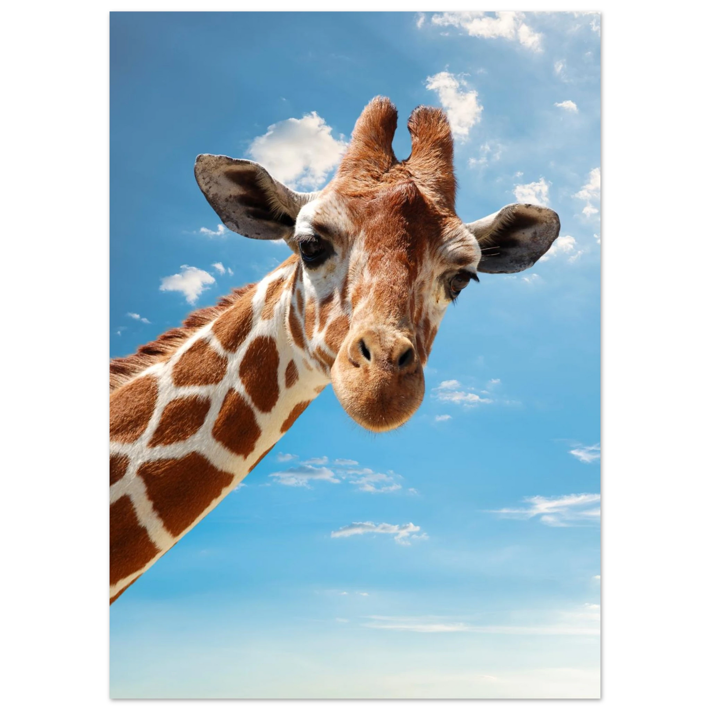 Lekfullt motiv av en giraff som kikar fram från sidan – Fotorealistisk poster