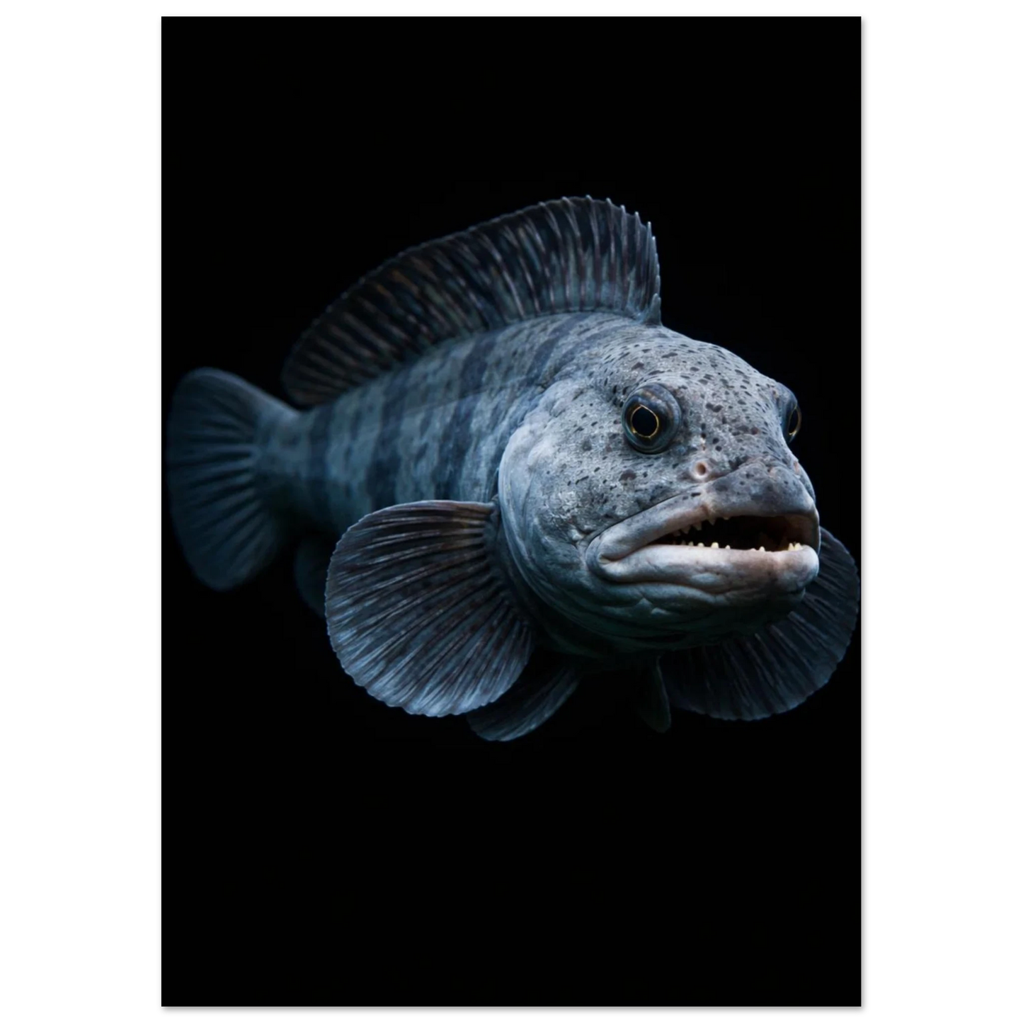 Havskattens ansiktsprofil med intensiva ögon mot svart – Fotorealistisk poster