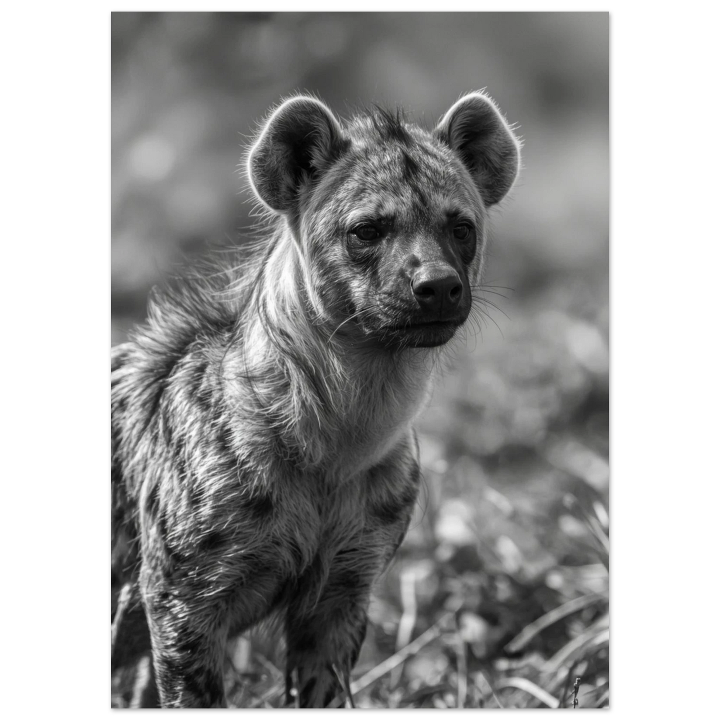 Naturfotografi av hyena i profil med mönstrad päls, svartvitt