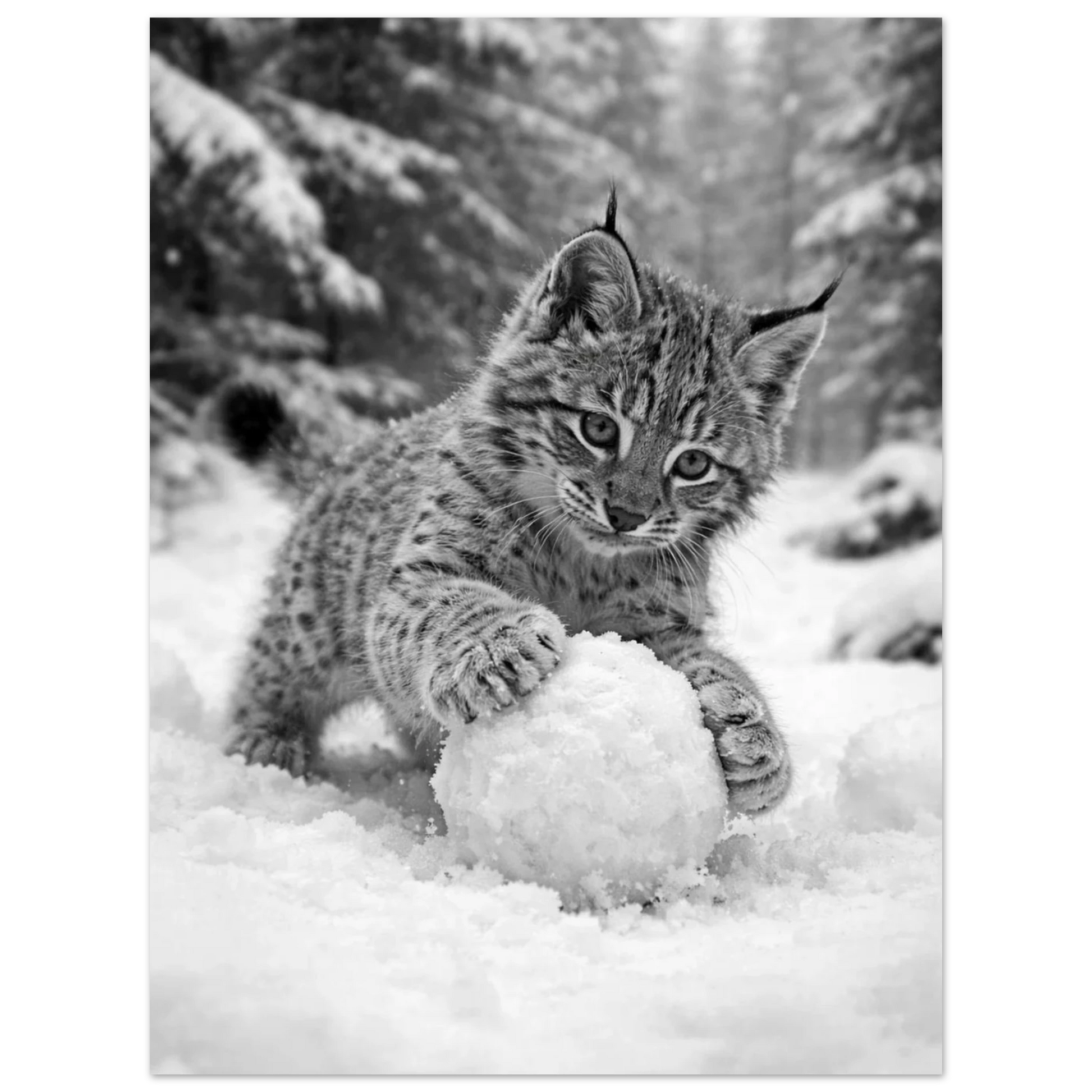 Lodjursunge med prickig päls som håller en snöboll med tassarna, ansiktet vänt mot betraktaren – Fotorealistisk poster