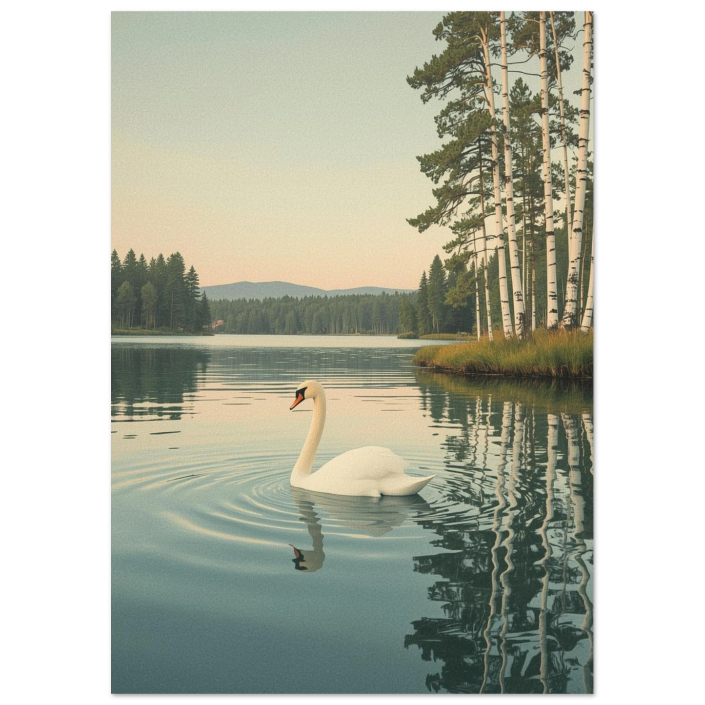 Nostalgisk naturposter med svan och björkskog, inramad av svart bakgrund