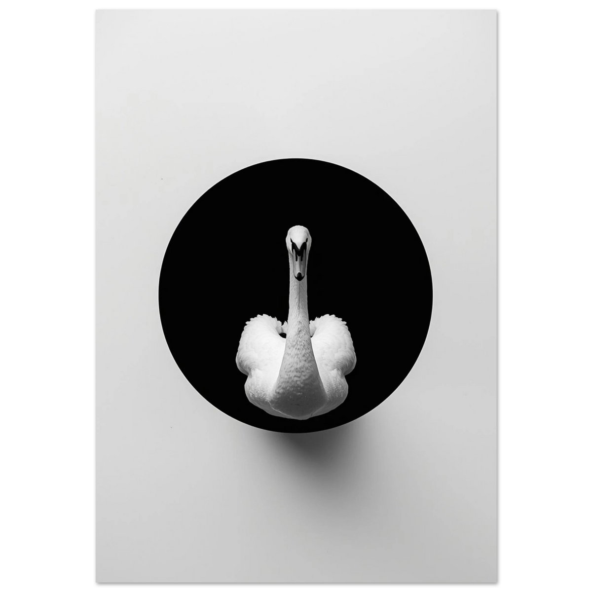 Vit svan i svart cirkel mot vit bakgrund – minimalistisk fotokonst