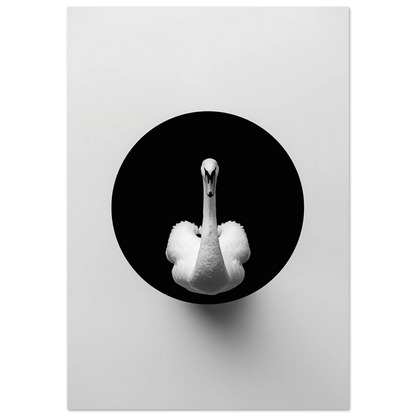 Vit svan i svart cirkel mot vit bakgrund – minimalistisk fotokonst