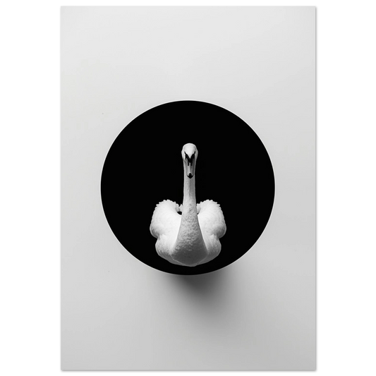 Vit svan i svart cirkel mot vit bakgrund – minimalistisk fotokonst
