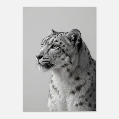Snöleopardens tysta skönhet fångad i ett tidlöst svartvitt fotografi