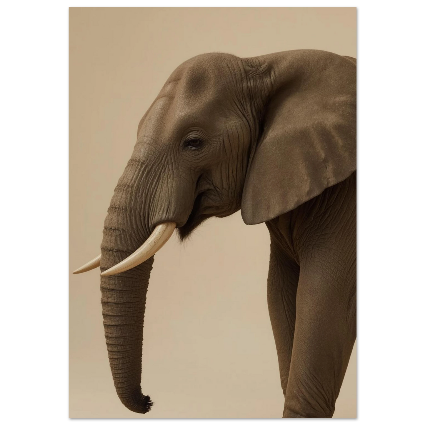 Afrikansk elefant i profil mot varm beige bakgrund – minimalistisk djurposter