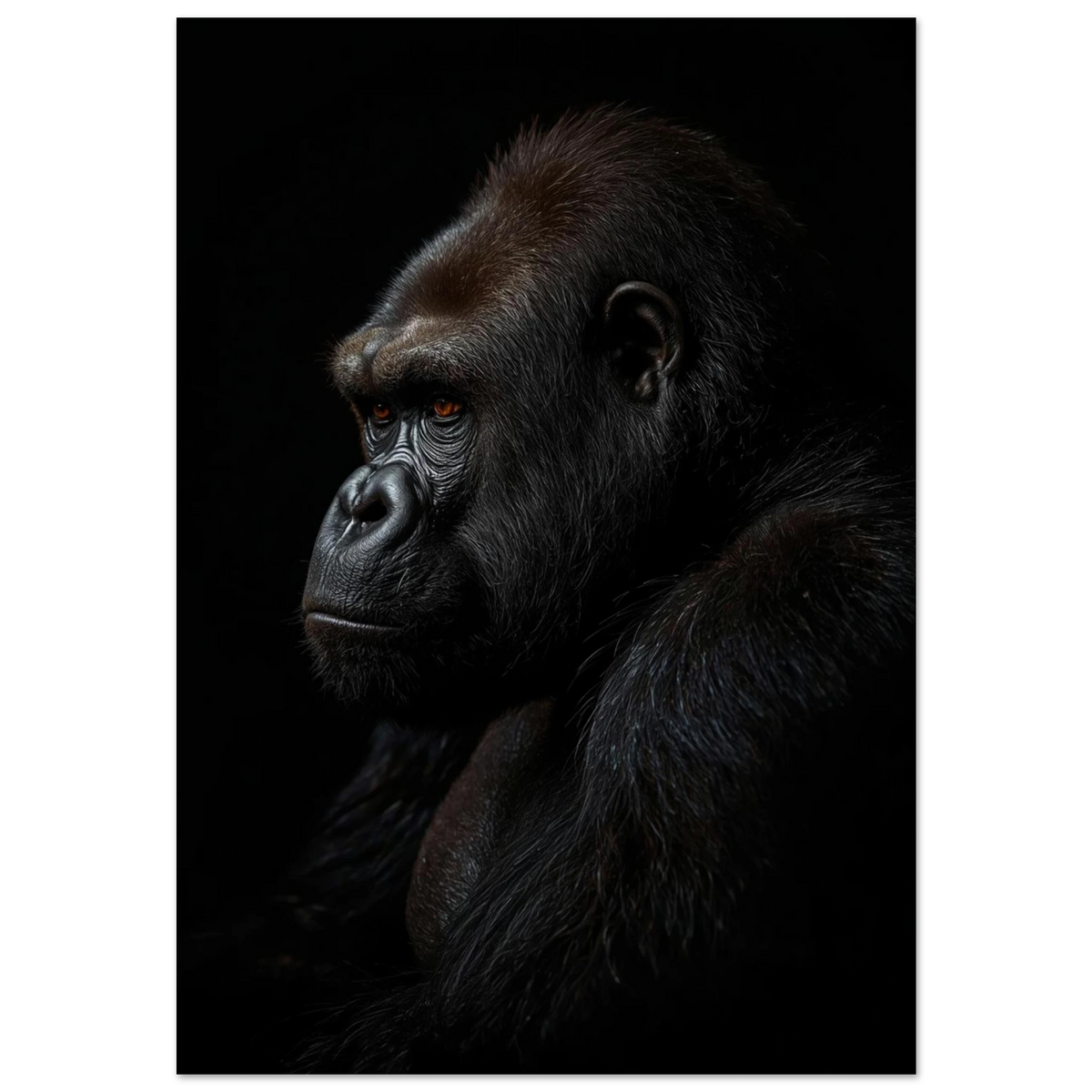 Närbild av en gorilla i profil mot svart bakgrund – fotokonst