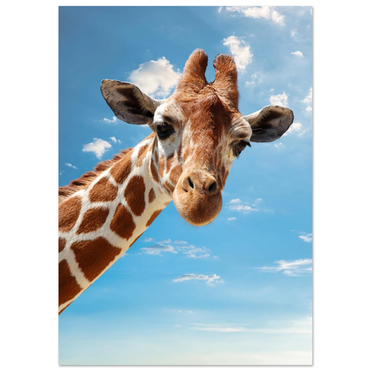 Detaljerad bild av en giraffs ansikte och hals mot en sommarhimmel – Fotorealistisk poster