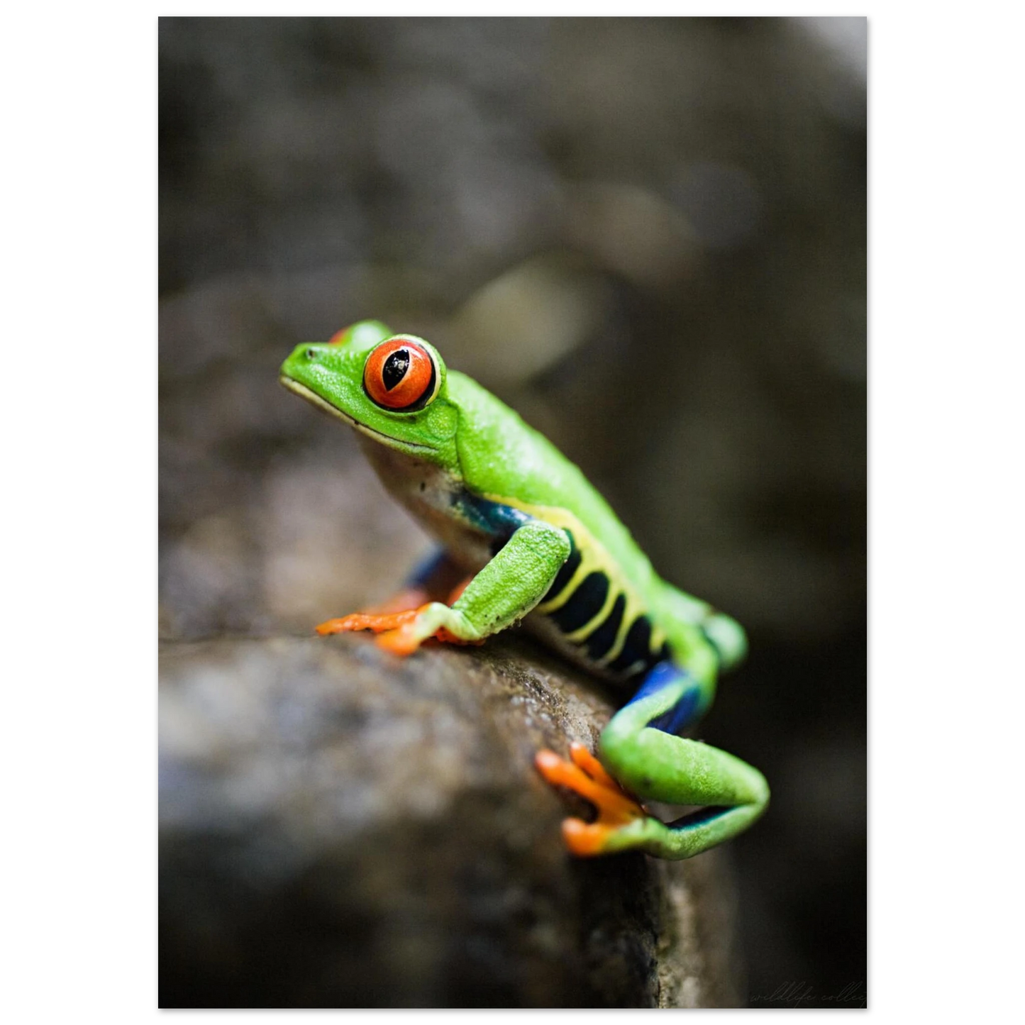 Detaljrik bild på en grön groda mot suddig bakgrund – fotorealistisk poster