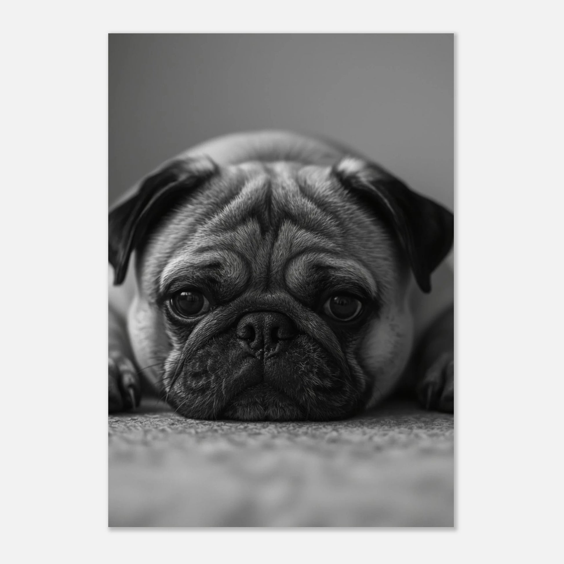 Stilren djurposter föreställande en liggande mops, svartvit fotografisk hundkonst