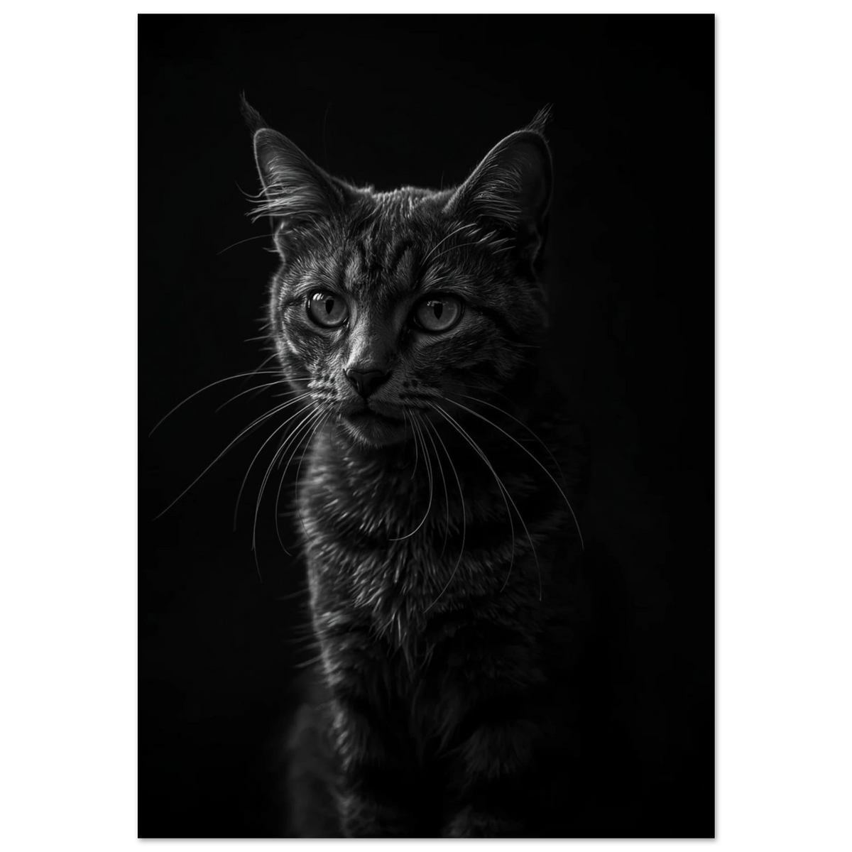 Svartvit kattposter med intensiv blick och detaljerade morrhår mot mörk bakgrund
