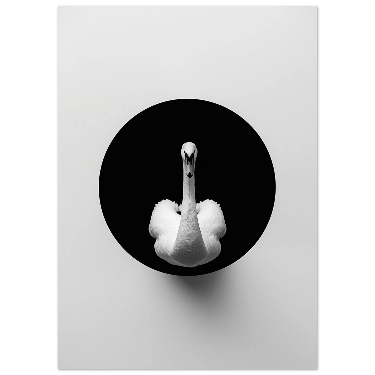 Närbild av svanens fjäderdräkt i en cirkulär komposition – grafisk poster