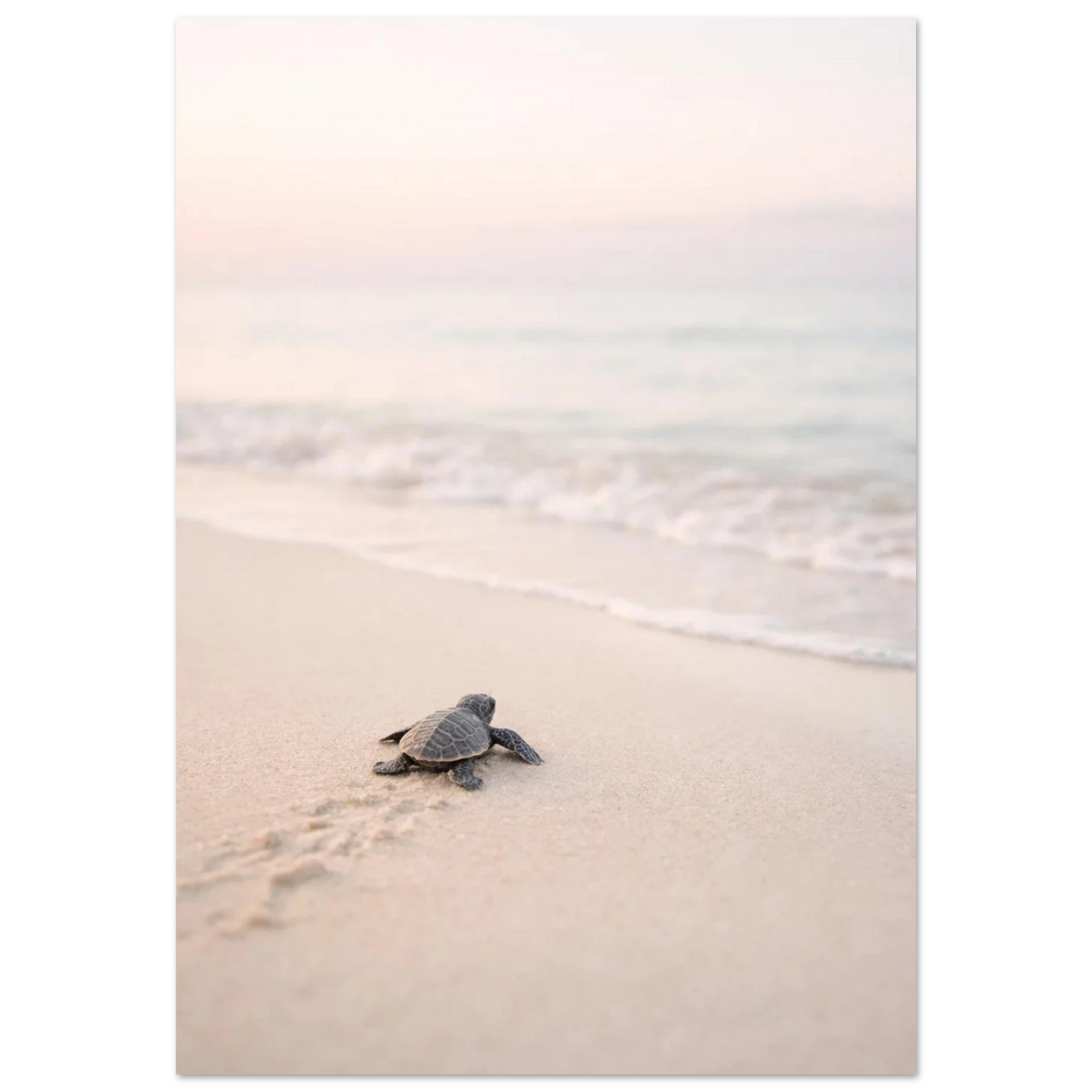 Liten havssköldpadda på väg mot havet på en ljus sandstrand – Fotorealistisk poster