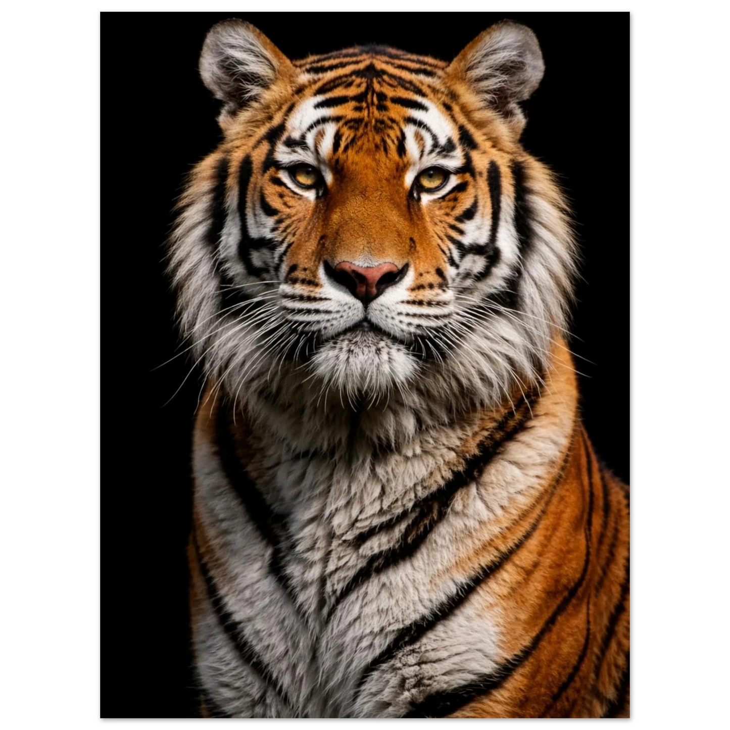 Närbild på en tigers ansikte och övre bröst, med orange och svarta ränder mot svart bakgrund – Fotorealistisk poster