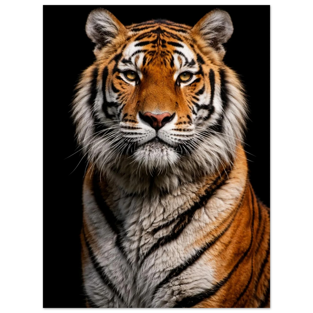 Närbild på en tigers ansikte och övre bröst, med orange och svarta ränder mot svart bakgrund – Fotorealistisk poster