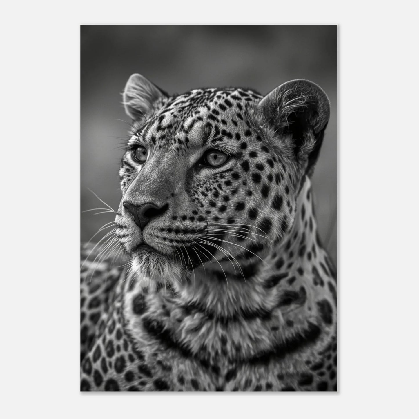 Porträtt av en leopard som blickar utåt, konstnärligt svartvitt print