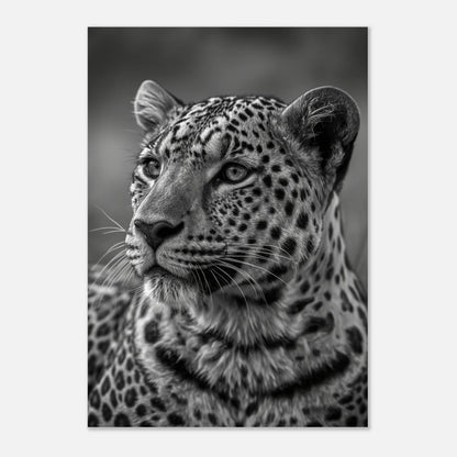 Porträtt av en leopard som blickar utåt, konstnärligt svartvitt print