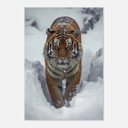 Frontalt porträtt av en tiger som smyger i snön – naturfotografi