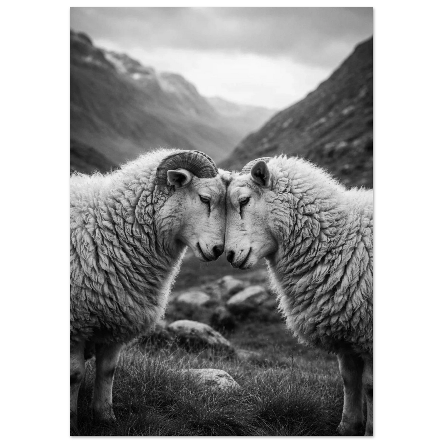 Närbild på svartvit poster utan ram med två får framför bergskedja – Fotorealistisk poster