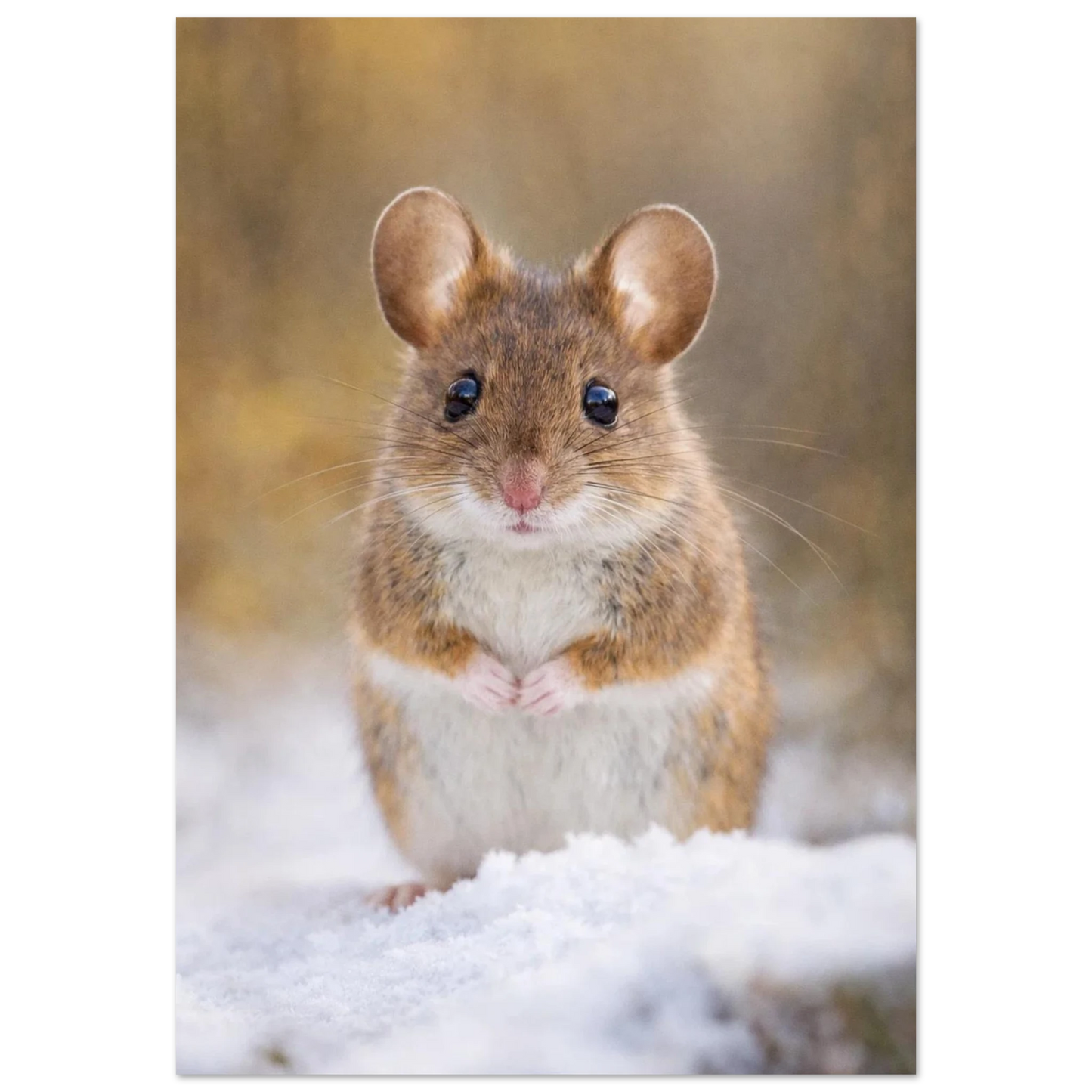 Söt skogsmus som sitter i vit snö och tittar framåt – fotorealistisk poster