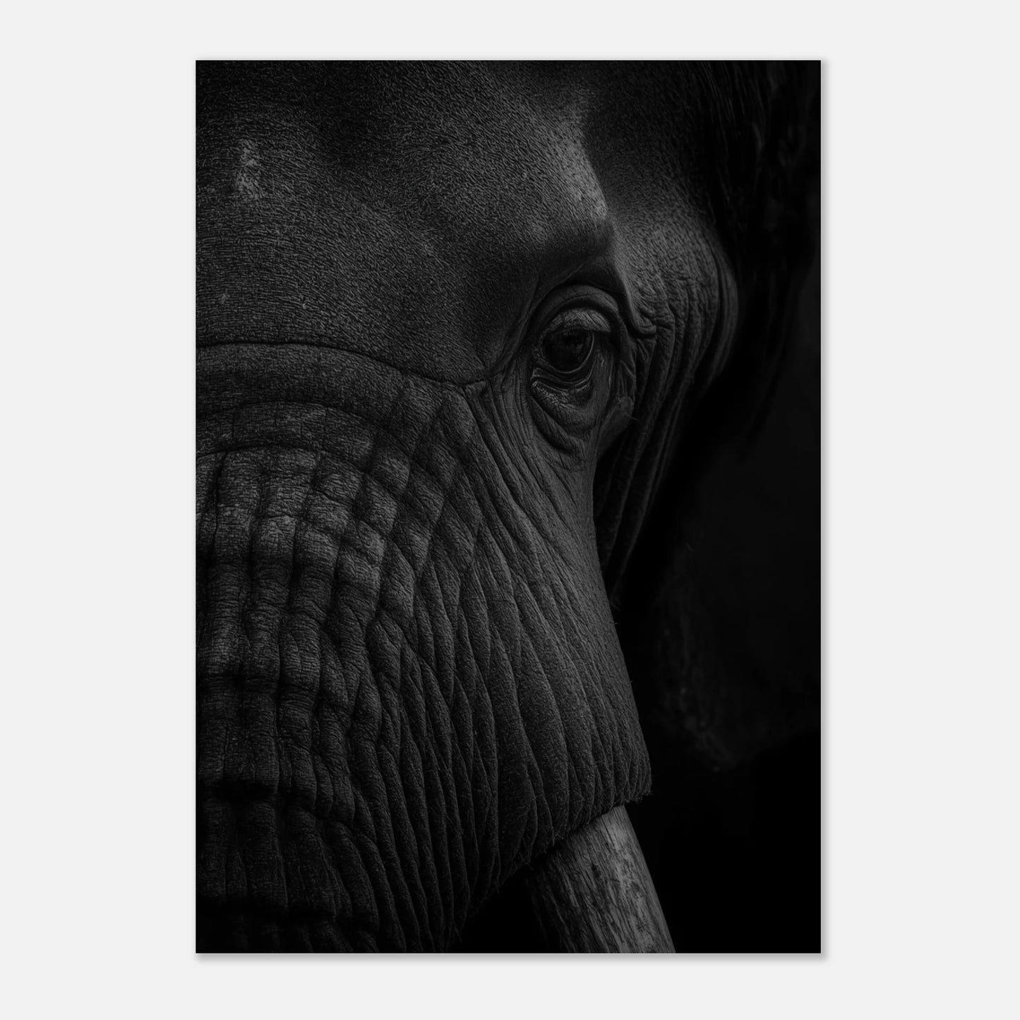 Inramad djurposter föreställande en elefant i närbild med hög kontrast