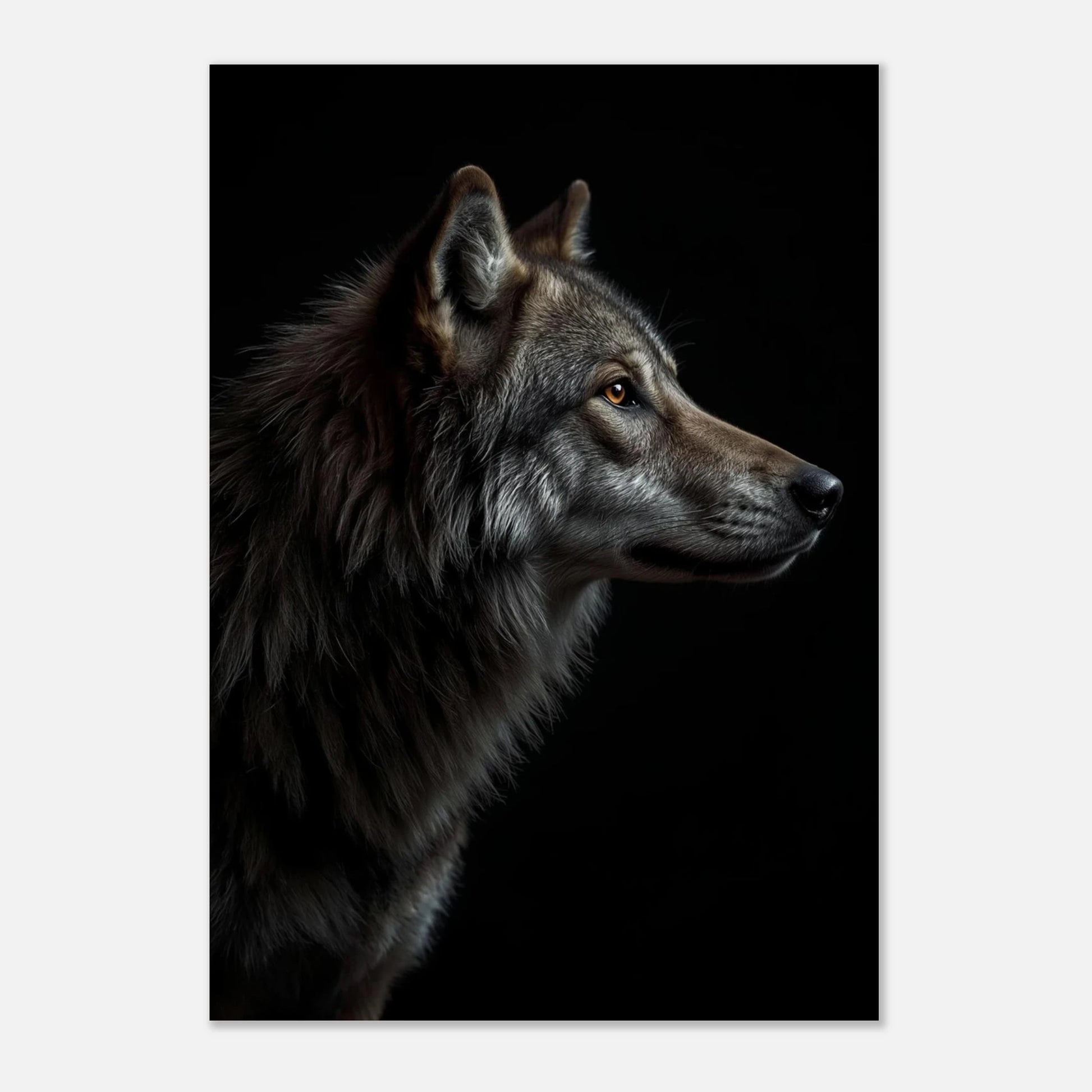 Vargens stoiska blick, utskriven på vit posterbakgrund – Fotorealistisk poster