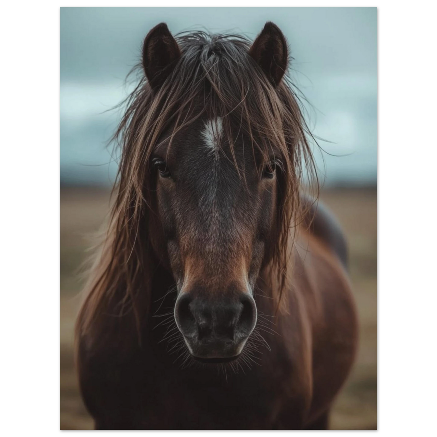 Vacker islandshäst med intensiv blick i naturligt ljus – fotorealistisk poster