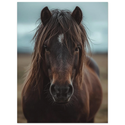 Vacker islandshäst med intensiv blick i naturligt ljus – fotorealistisk poster