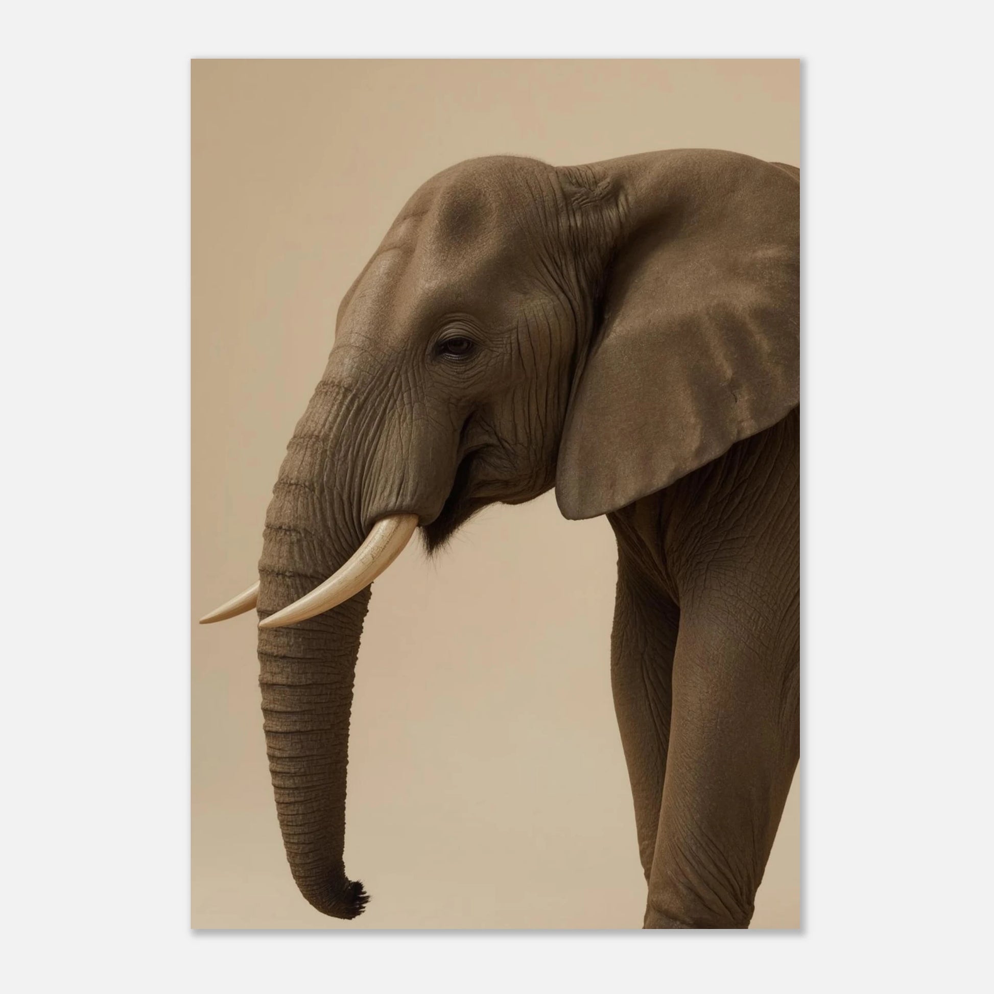Minimalistiskt porträtt av en afrikansk elefant, jordnära toner och mjukt ljus