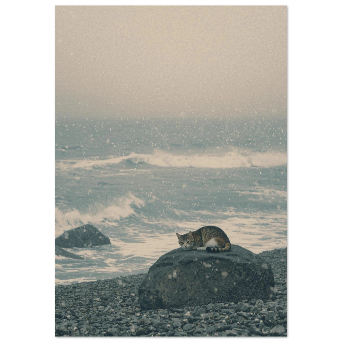 Katt som vilar på en klippa vid havet i snöfall – fotokonst