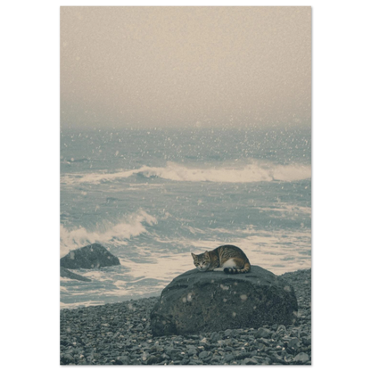 Katt som vilar på en klippa vid havet i snöfall – fotokonst