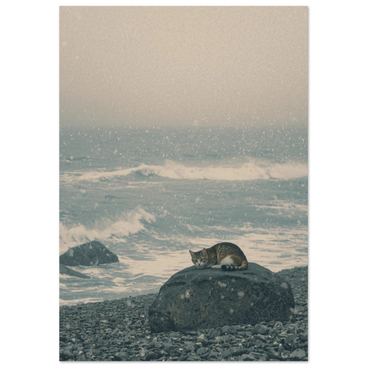Katt som vilar på en klippa vid havet i snöfall – fotokonst