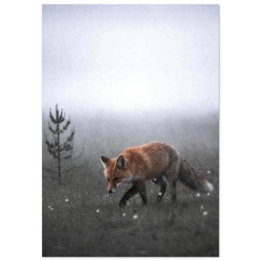Röd räv som går genom dimmigt gräslandskap – Fotorealistisk poster