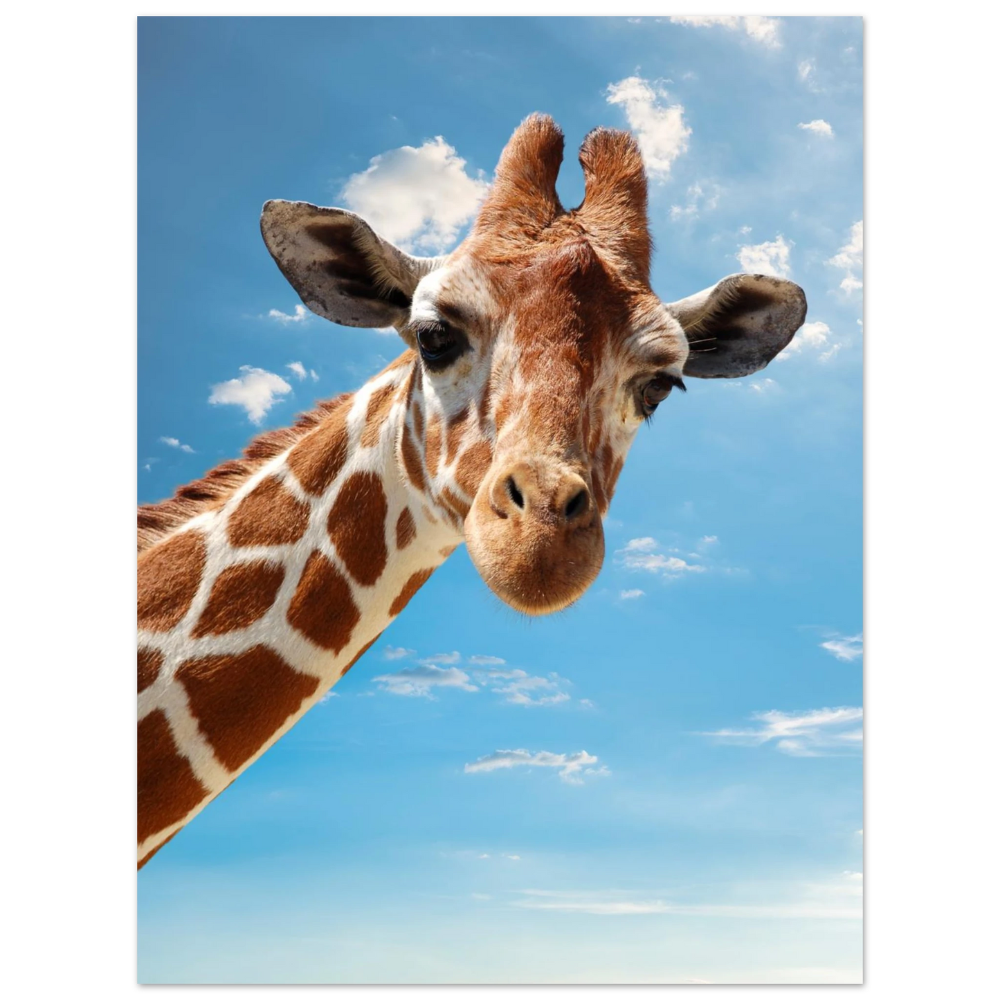 Giraffhuvud i närbild med blå himmel och vita moln i bakgrunden – Fotorealistisk poster
